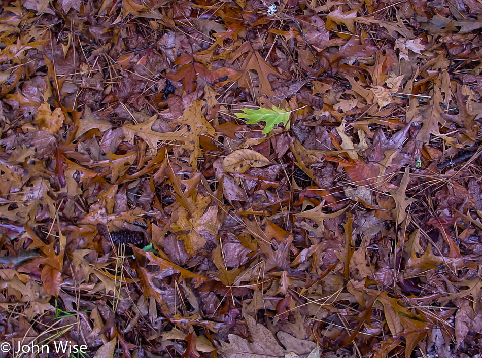 Colors of fall leaves on the Natchez Trace Parkway in Mississippi