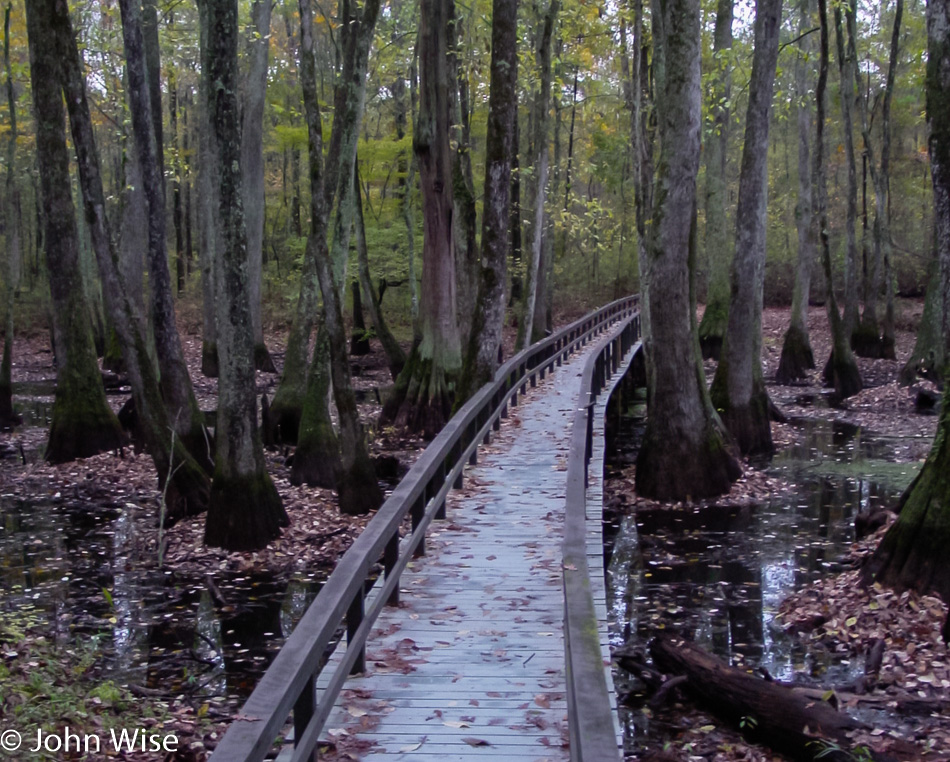 Boardwalk into a cypress forest on the Natchez Trace Parkway in Mississippi