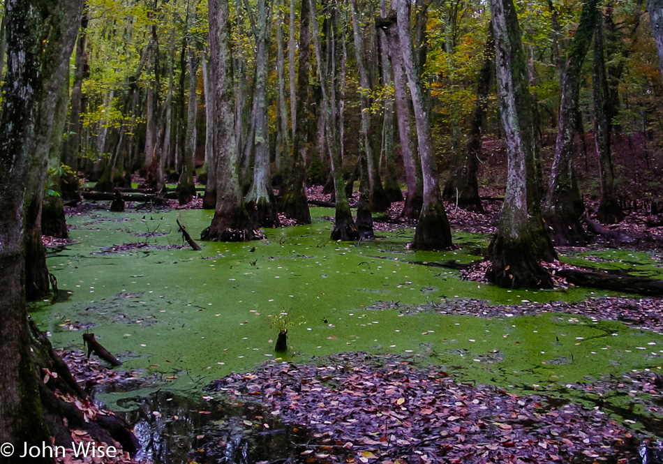 Cypress growing in a swamp on the Natchez Trace Parkway in Mississippi