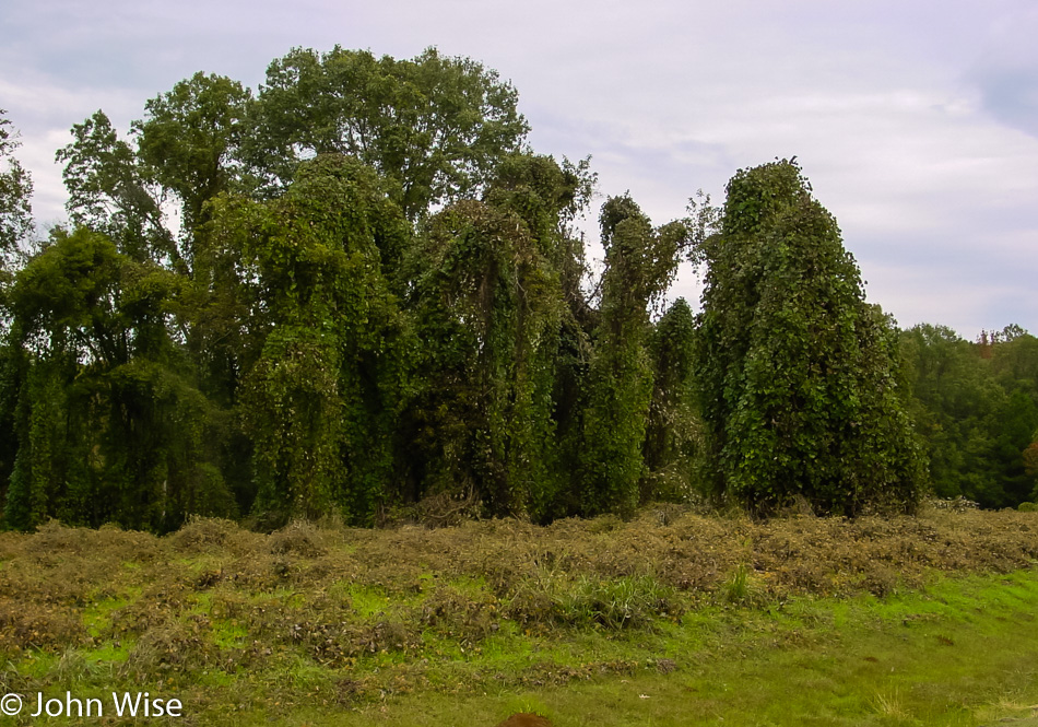 Kudzu growing on trees along the Natchez Trace Parkway in Mississippi