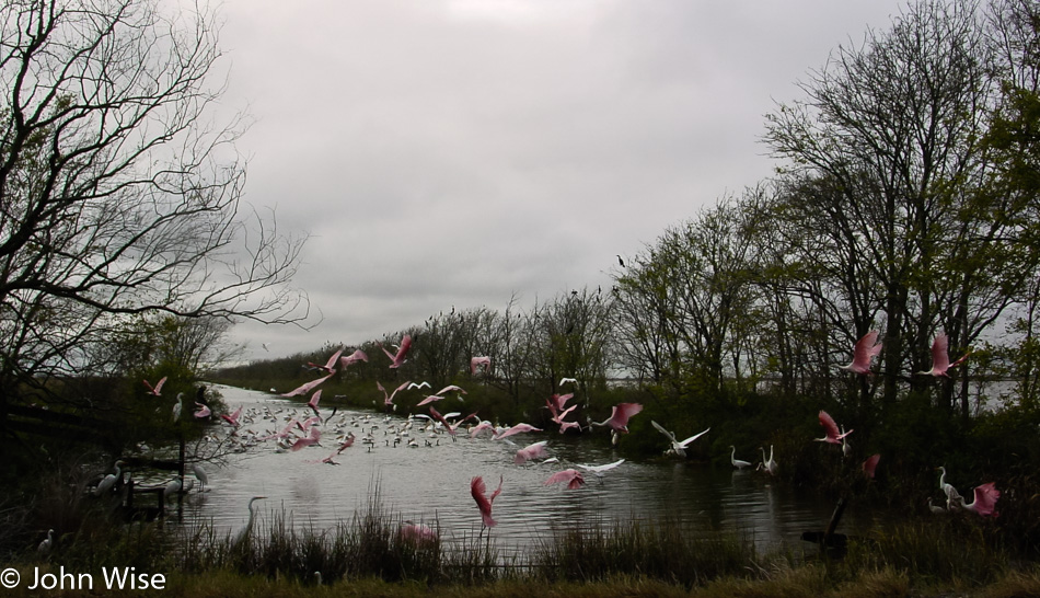 Pink flamingos in Louisiana