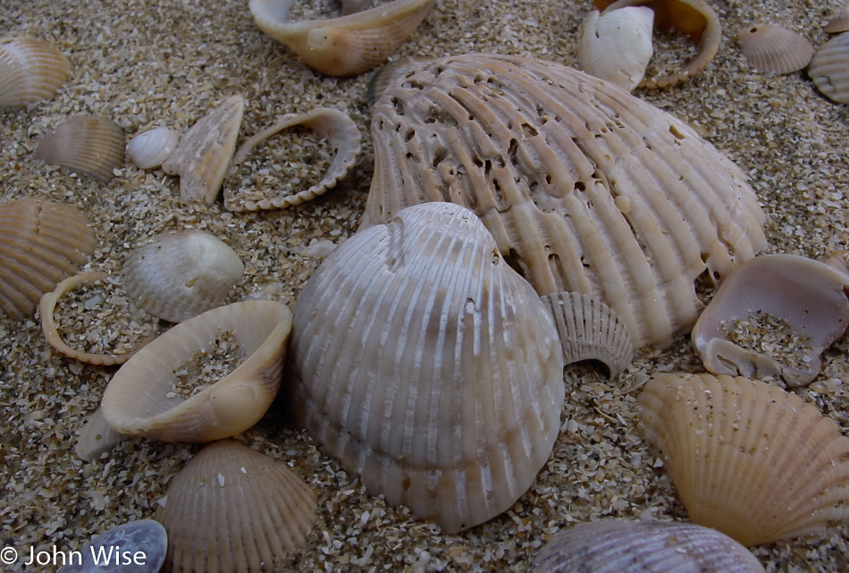 Sea shells from the Gulf of Mexico in Louisiana