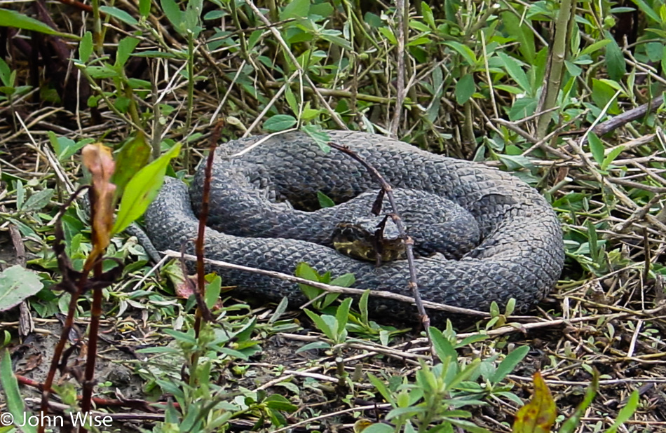 Snake in the Bayou of rural Louisiana