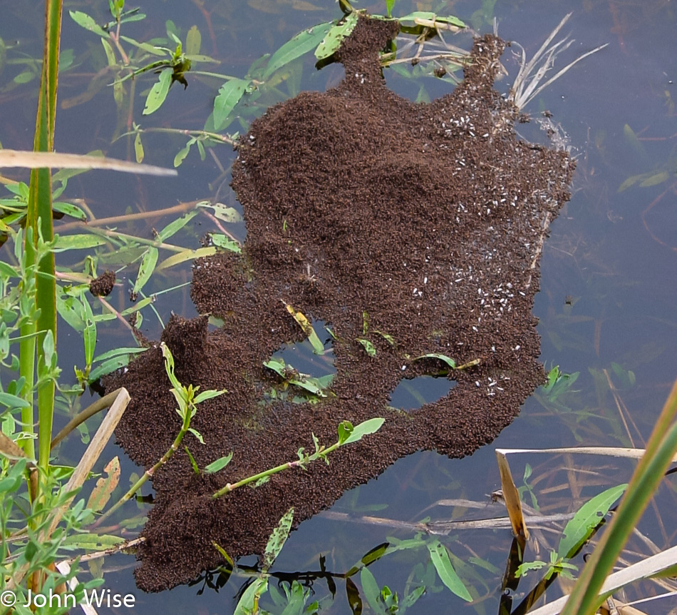 Living floating island of Fire Ants in rural Louisiana
