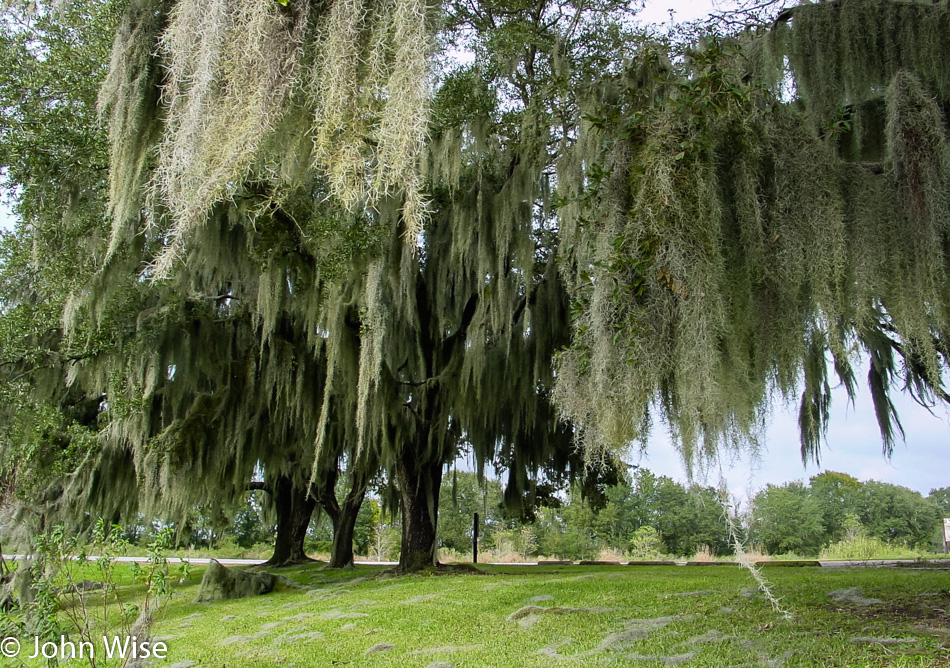 Southern Live Oak with Spanish Moss in southern Louisiana