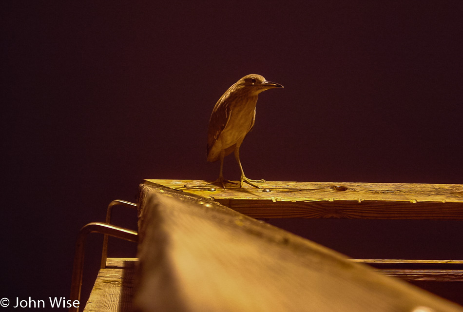 Visiting Santa Monica Pier late one night after a stoll along 3rd Street Promenade in Santa Monica, California