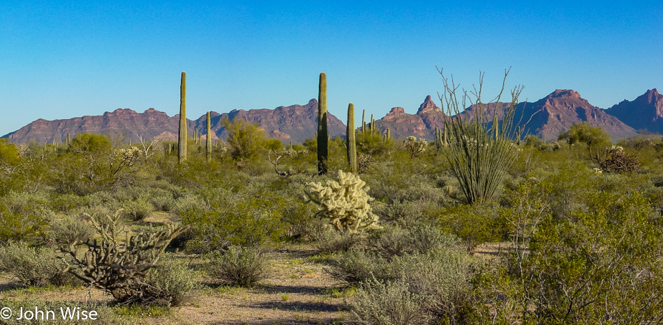 Cactus and speeding cars are the main attraction at Organ Pipe National Monument in Southern Arizona