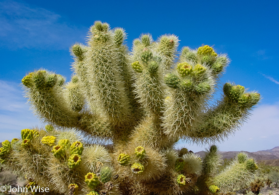 Joshua Tree, California