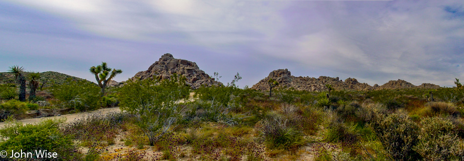 Joshua Tree, California