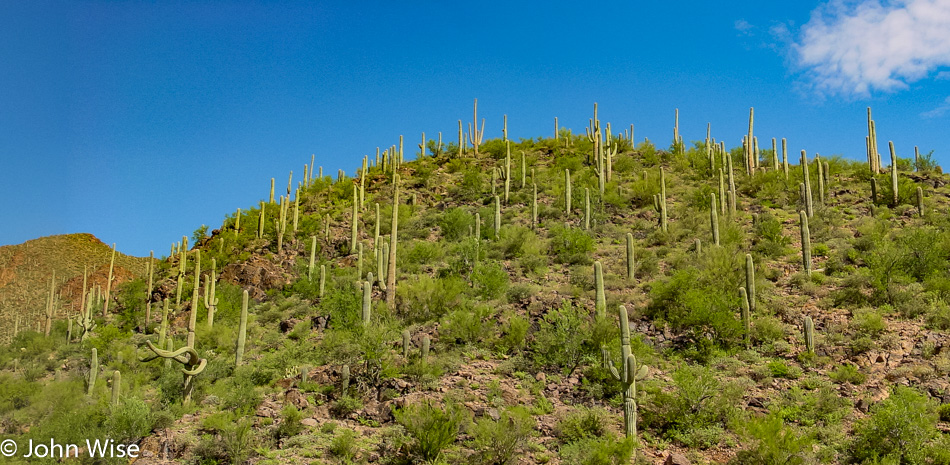 Saguaro Cactus in the Arizona Desert