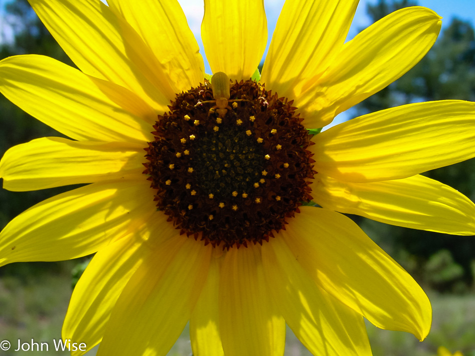 Flower in Arizona