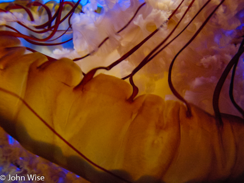 Monterey Bay Aquarium, California