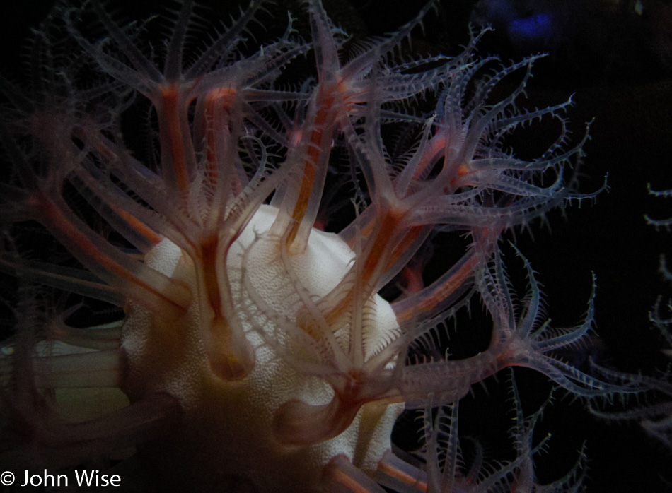 Monterey Bay Aquarium, California