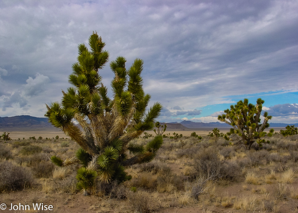 Joshua Tree in Nevada