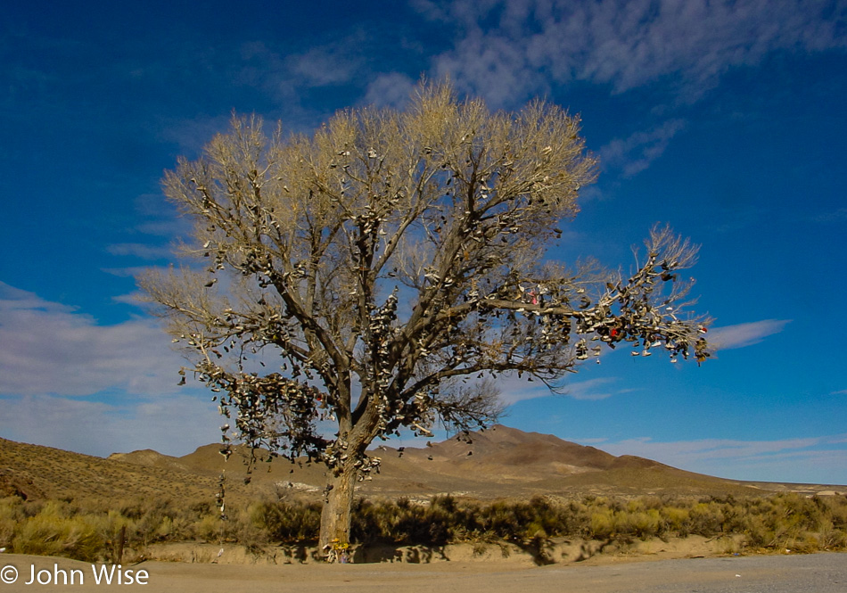 Shoe Tree Along Highway 50 in Nevada