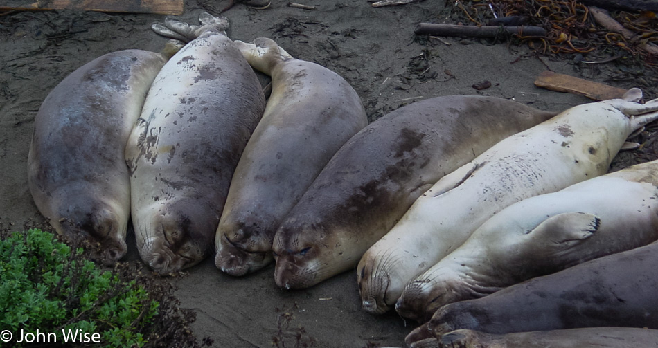 Elephant Seals near San Simeon, California