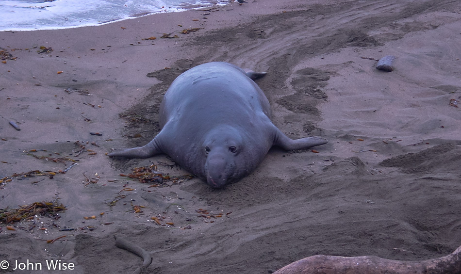 Elephant Seals near San Simeon, California