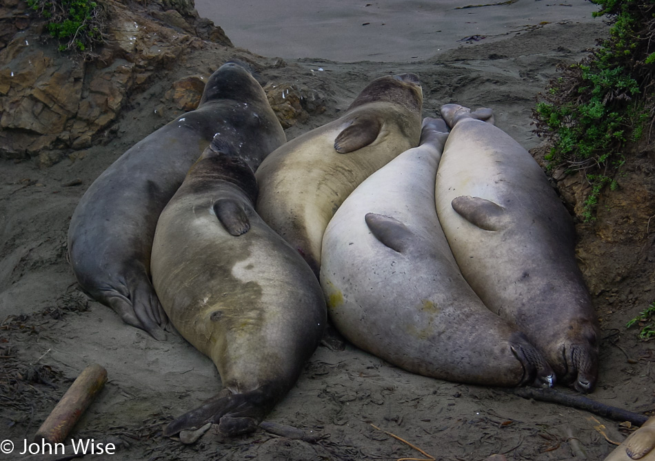 Elephant Seals near San Simeon, California