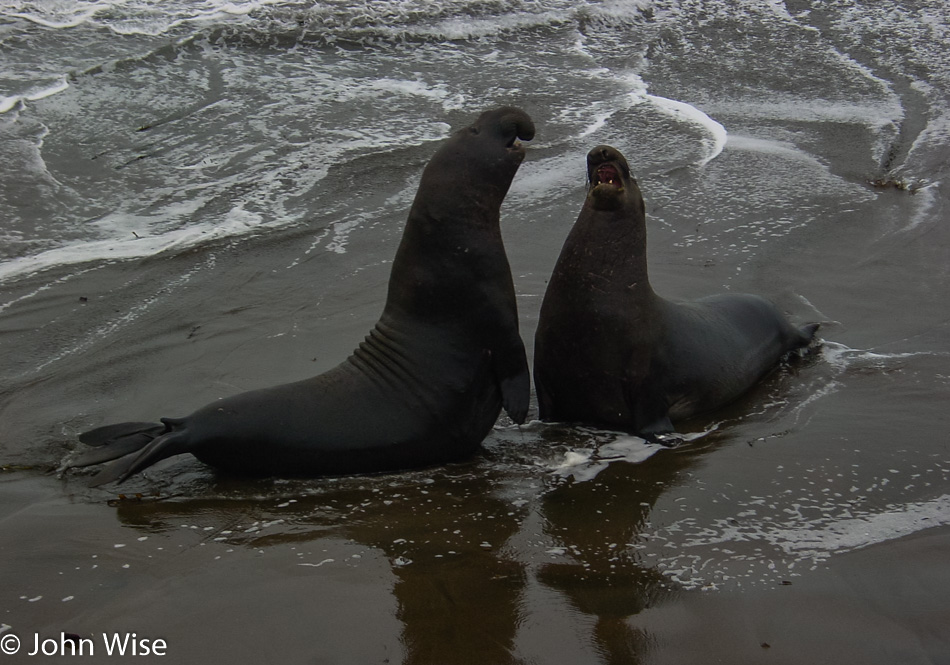 Elephant Seals near San Simeon, California