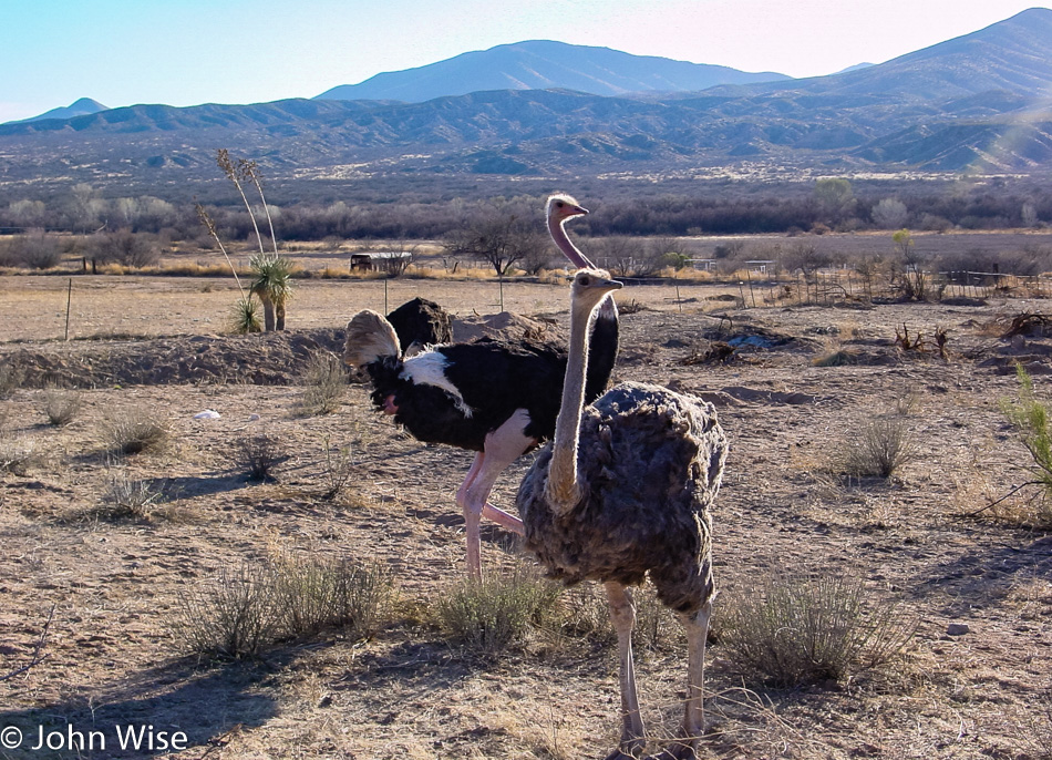 Bull Canyon Ostrich Ranch in Cascabel, Arizona