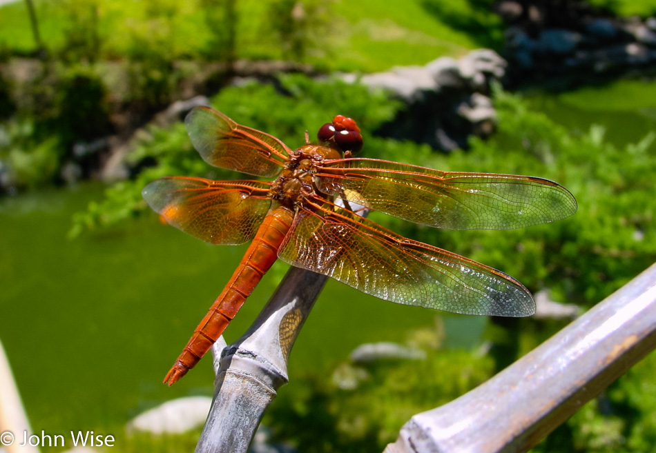 The Huntington Library, Art Collection, and Botanical Gardens in San Marino, California