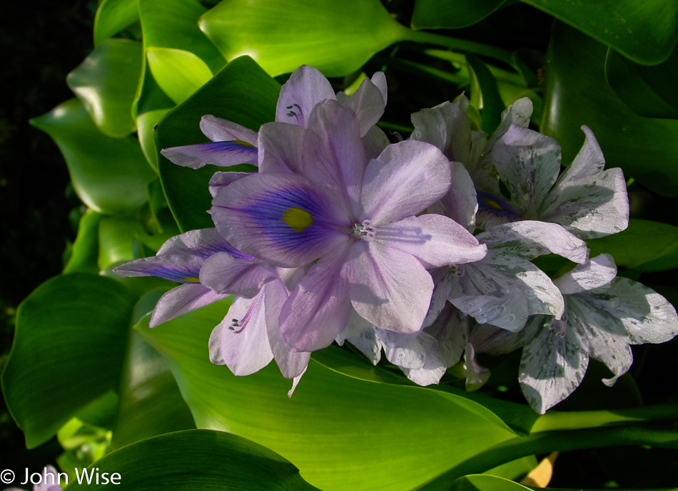 The Huntington Library, Art Collection, and Botanical Gardens in San Marino, California