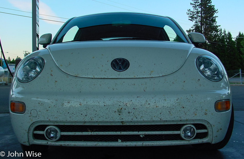 VW Beetle covered in insects
