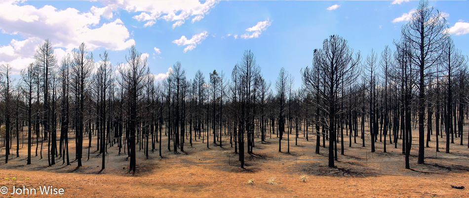 Rodeo–Chediski fire burned through here in Arizona in June/July 2002