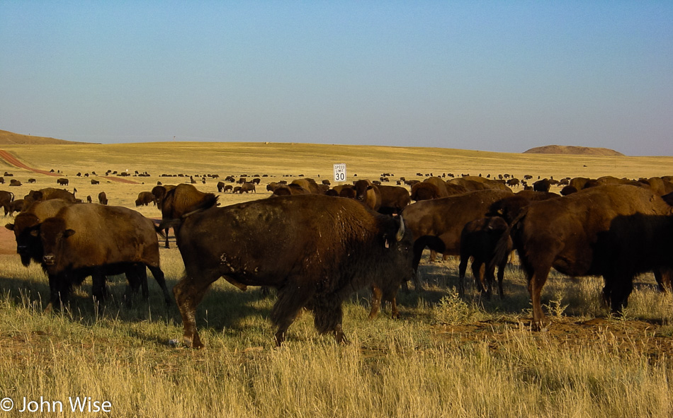 Bison in Wyoming