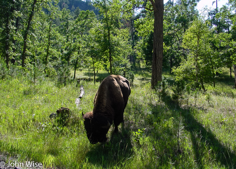 Custer State Park in South Dakota