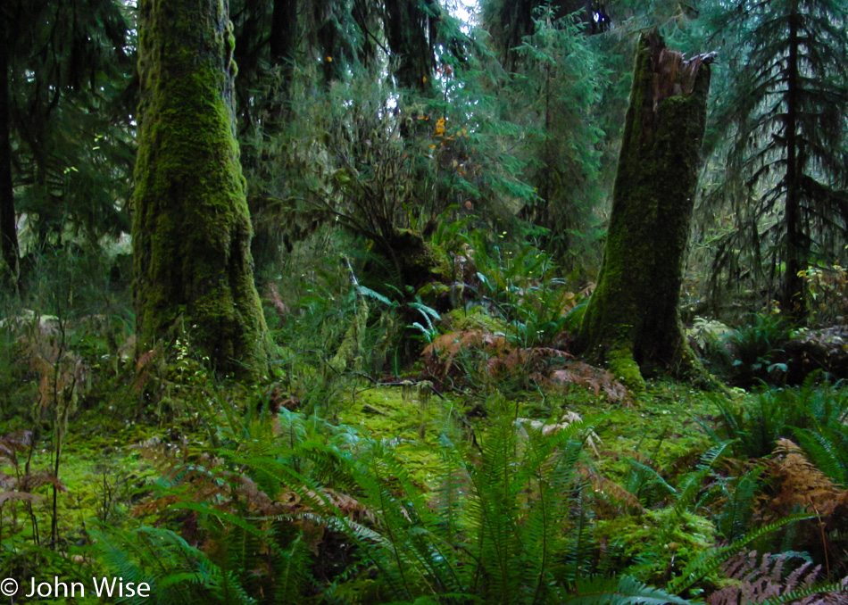 Olympic National Park Washington