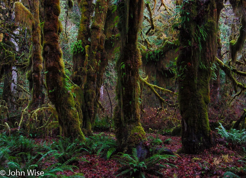 Olympic National Park Washington