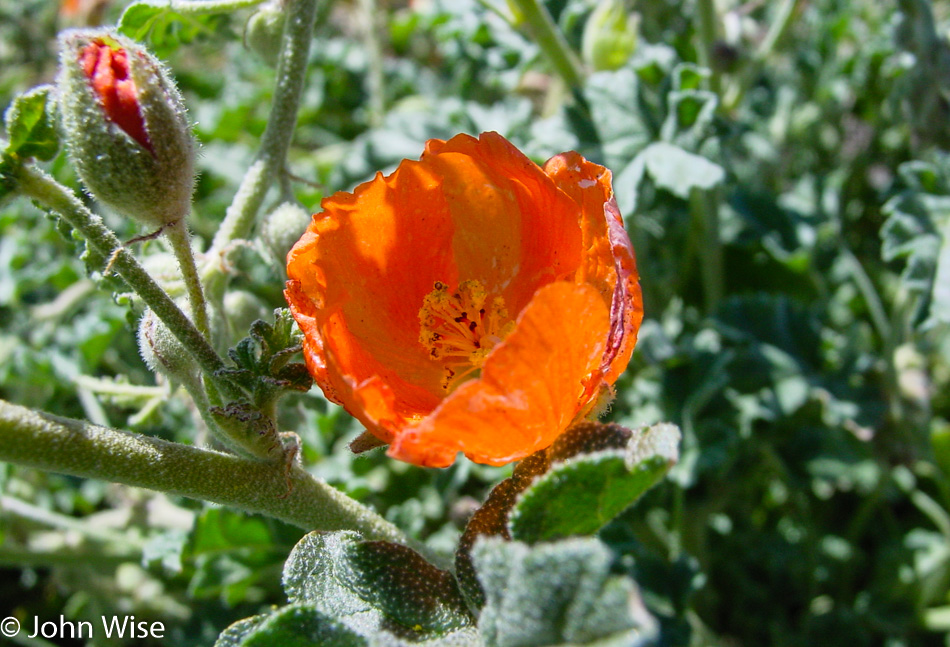 Desert Flowers in Arizona