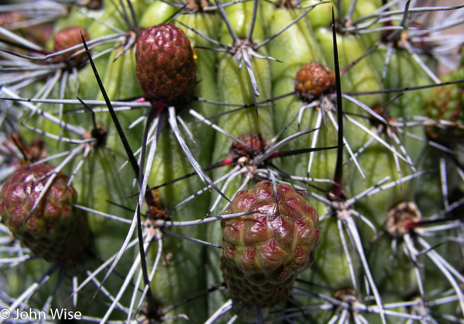 Organ Pipe National Monument in Ajo, Arizona