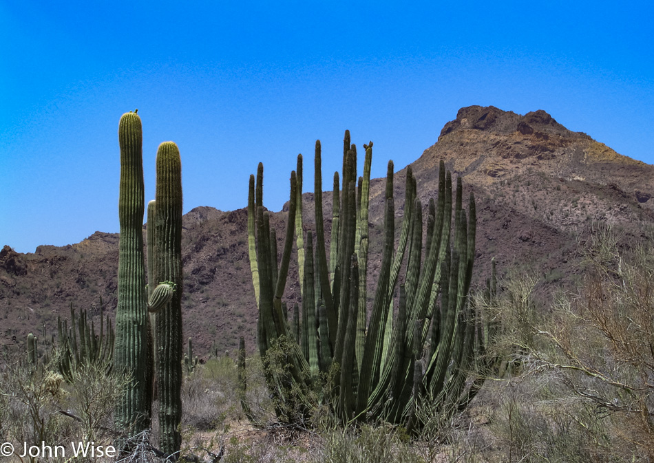 Organ Pipe National Monument in Ajo, Arizona