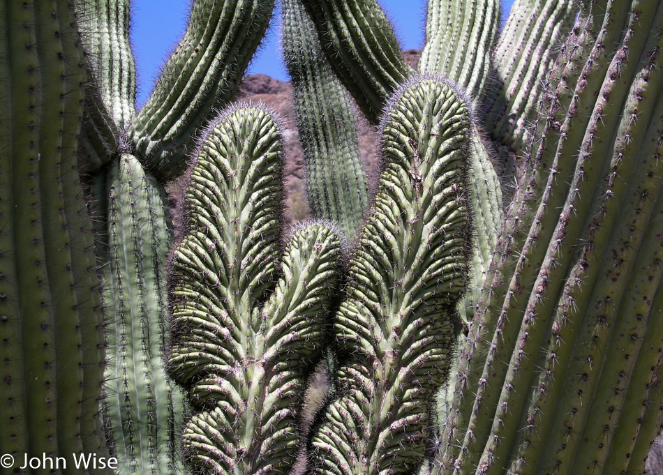 Organ Pipe National Monument in Ajo, Arizona