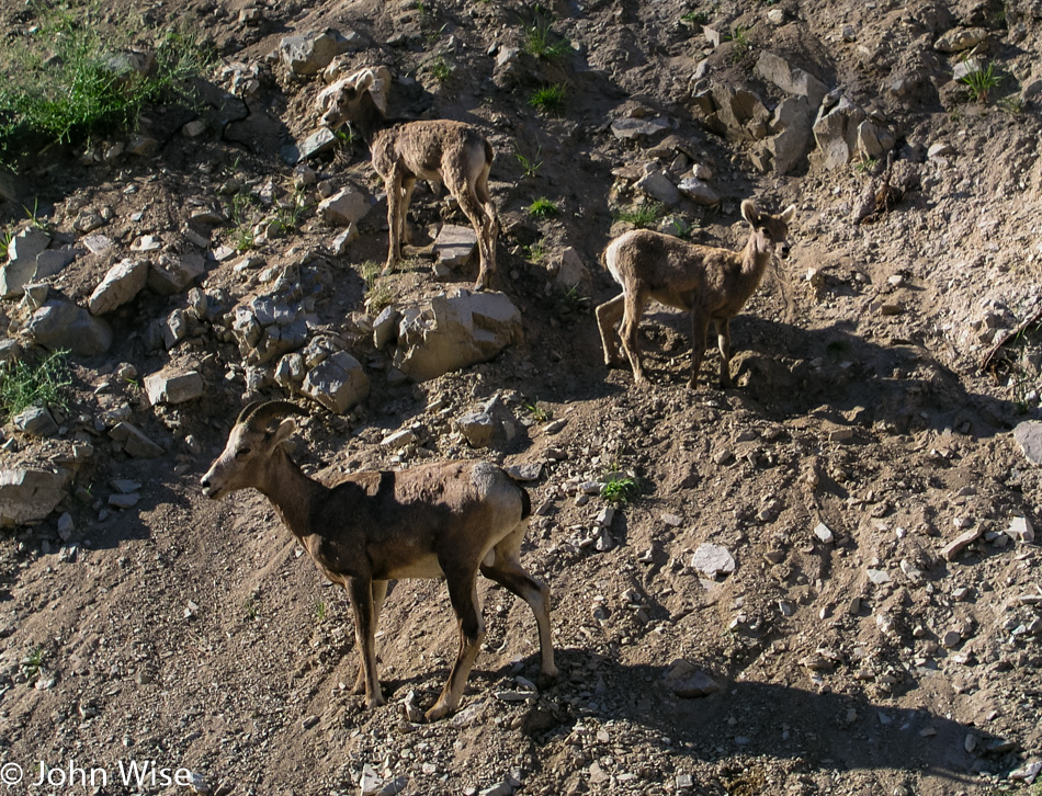 Big Horn Sheep off Interstate 93 in Montana