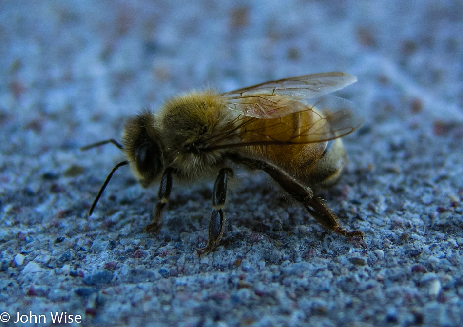 A Bee on Interstate 93 in Montana