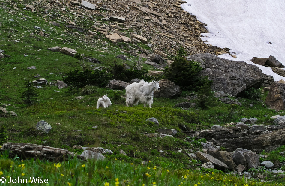 Mountain Goats in Glacier National Park in Montana