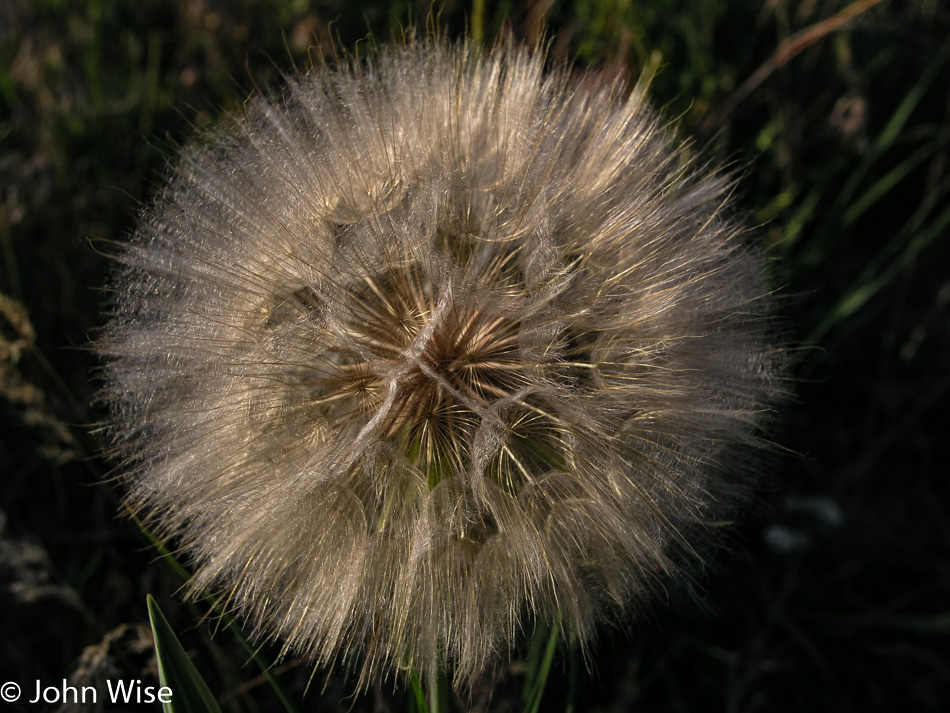 Dandelion in Utah