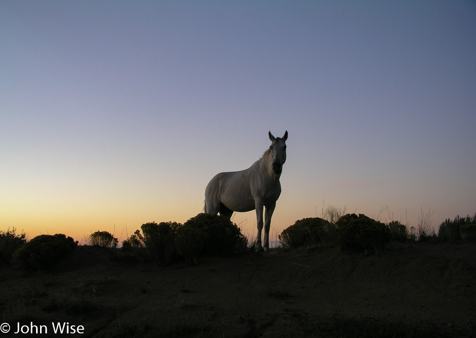 White horse next to a dirt road in New Mexico