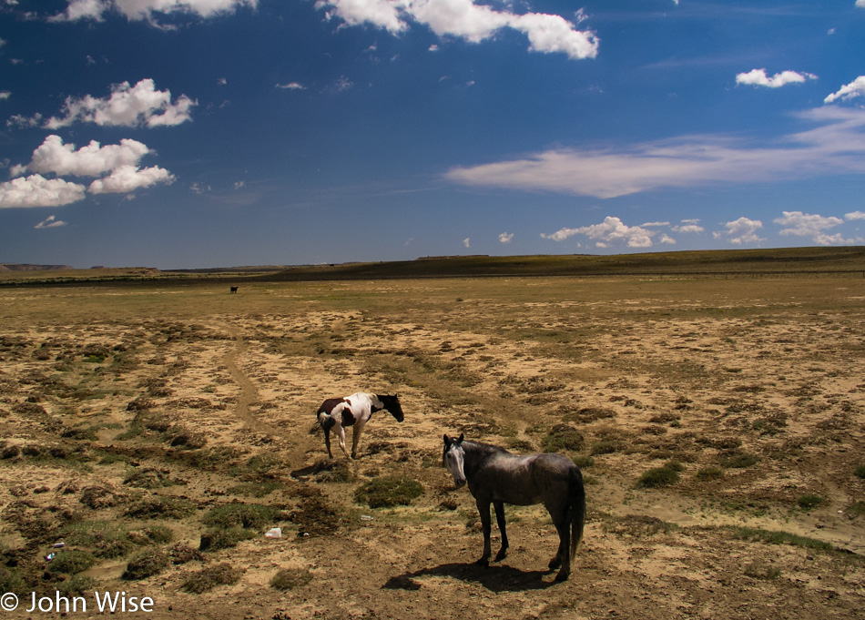 Wandering horses in New Mexico