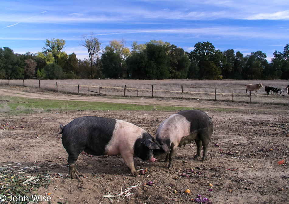 Pigs in Red Bluff, California