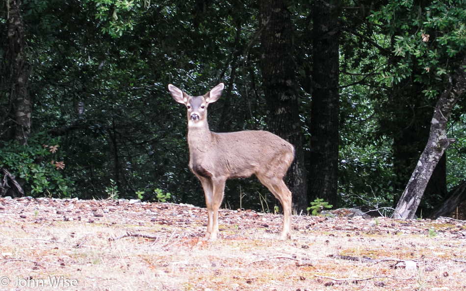 Deer next to the road in Northern California