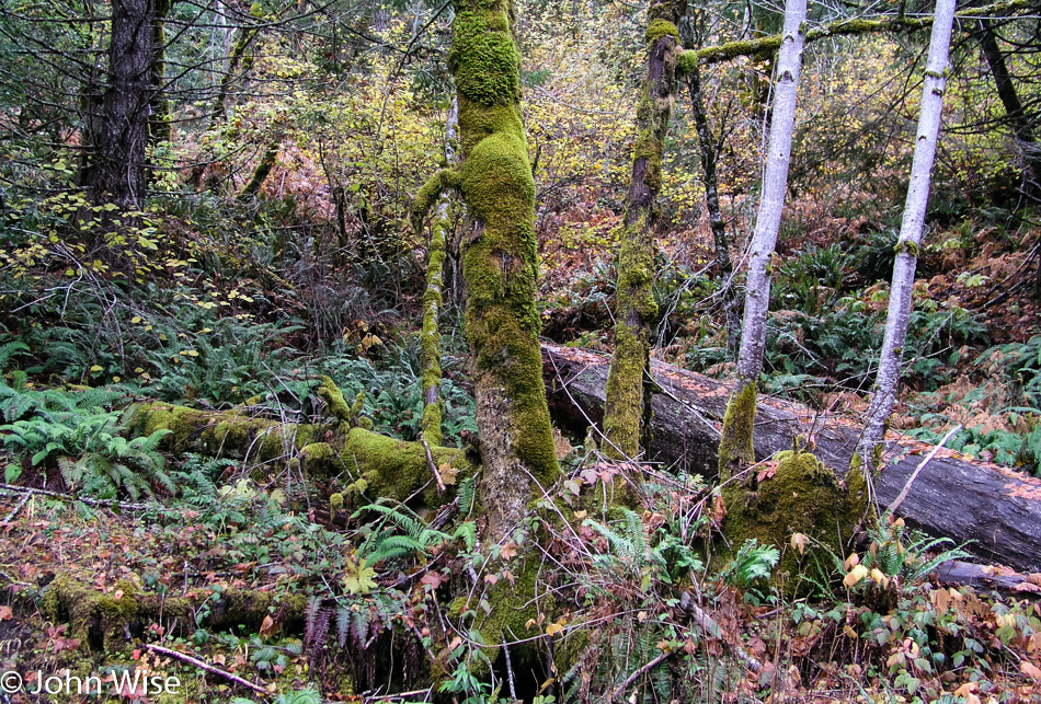 Moss growing on trees in Northern California