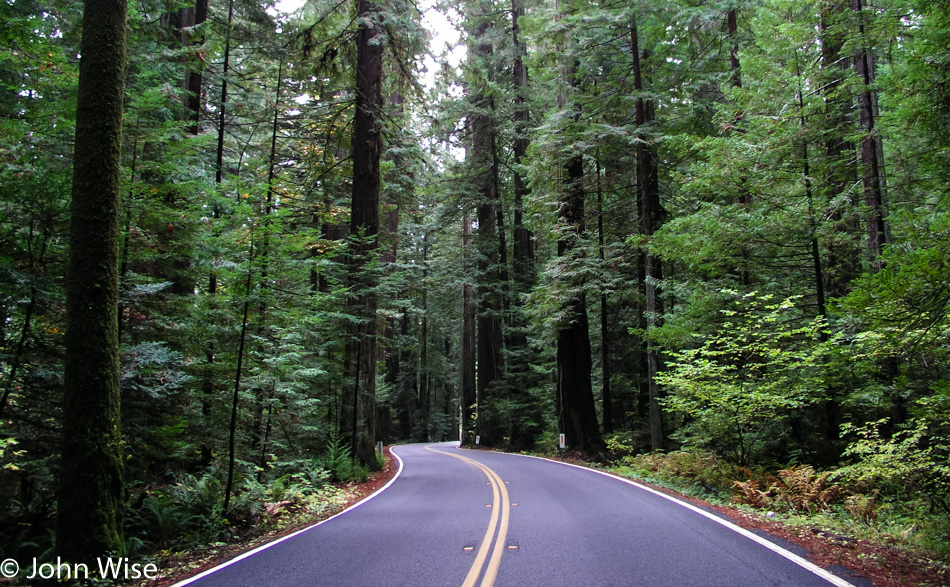 Redwoods in the Humboldt Redwoods State Park in Northern California