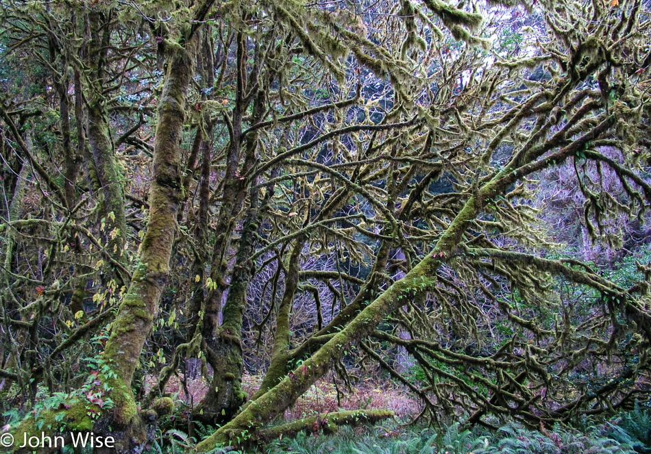 Redwoods National Park in Northern California