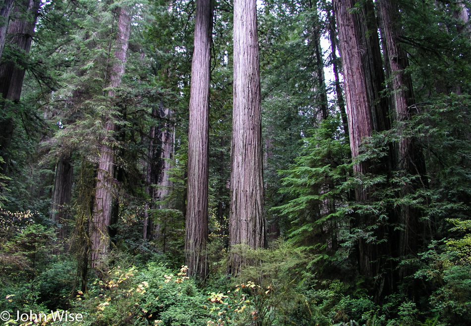 Redwoods National Park in Northern California