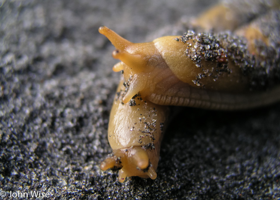 Two slugs in love on the Oregon coast