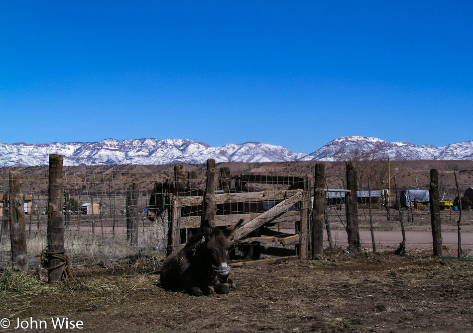 Donkey at Last Chance Liquor in Buckhorn, New Mexico